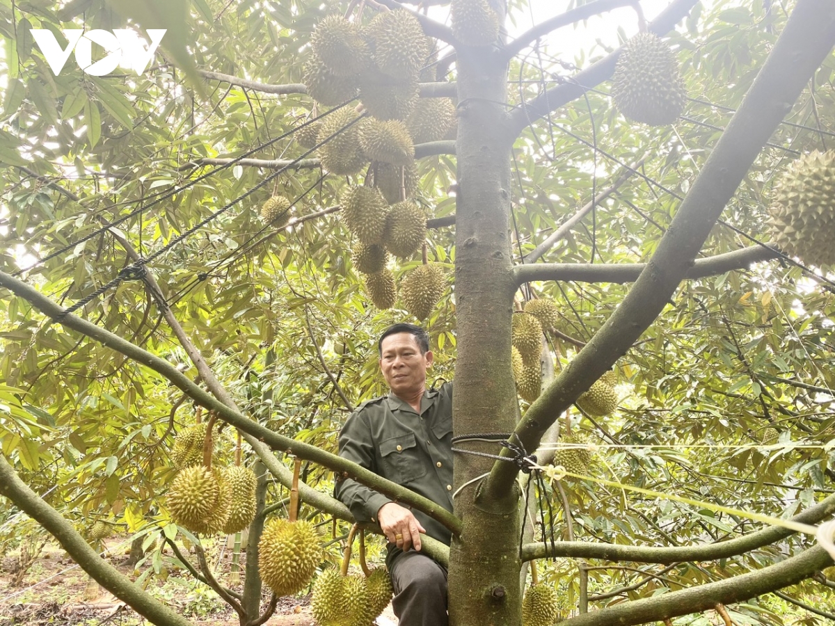 Nông dân Đắk Lắk thí điểm ứng dụng công nghệ thông minh vào sản xuất sầu riêng